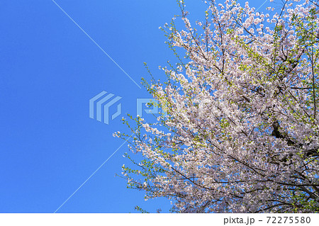 爽やかな青空と満開の桜 72275580