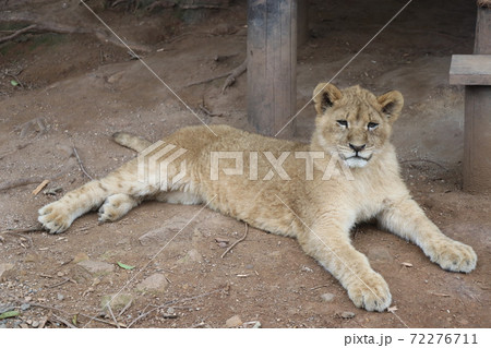 百獣の王ライオンの赤ちゃん ライオンのこども 百獣の王ライオンの赤ちゃん ライオンのこども 72276711
