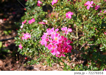 バラの花　クンバヤ 72276958