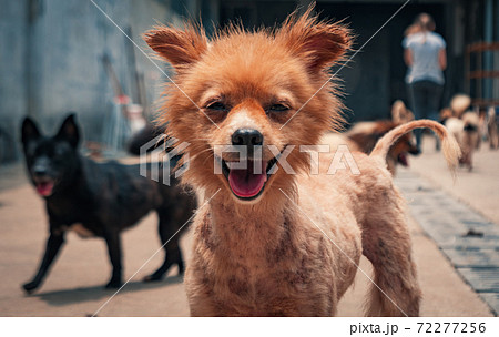 Portrait of mixed breed dog in shelter waiting to be rescued and adopted to new home. Shelter for animals concept Portrait of mixed breed dog in shelter waiting to be rescued and adopted to new home. Shelter for animals concept 72277256
