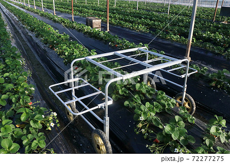 イチゴ農家 ゆめのか 収穫車 イチゴ農家 ゆめのか 収穫車 72277275