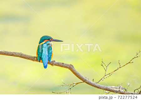 カワセミ 72277524