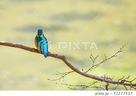 カワセミ 72277537