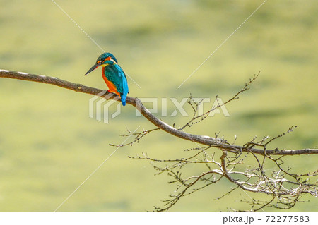 カワセミ 72277583