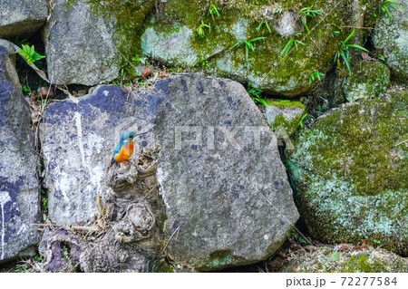 カワセミ 72277584