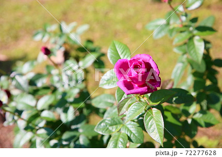 バラの花 イントゥリーグの写真素材