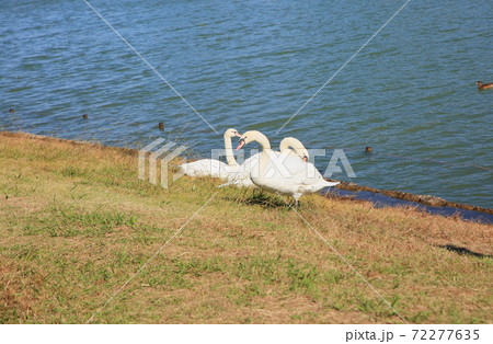 公園の白鳥 公園の白鳥 72277635