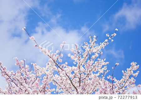 早咲きの満開になった暖流桜 早咲きの満開になった暖流桜 72277913