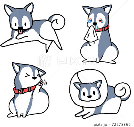 アレルギーもちのシベリアンハスキー4種のイラスト素材