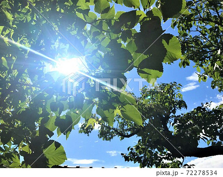 初夏の木漏れ日 72278534