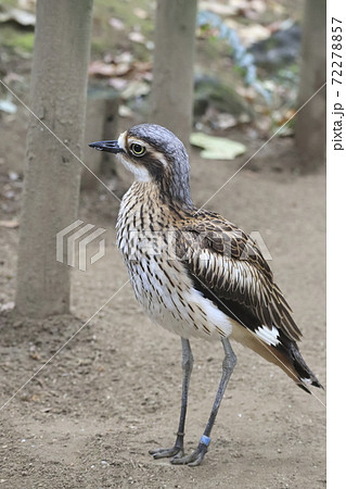 キャンベルタウン野鳥の森　オーストラリアイシチドリ　 72278857