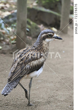 キャンベルタウン野鳥の森 オーストラリアイシチドリ キャンベルタウン野鳥の森 オーストラリアイシチドリ 72278876
