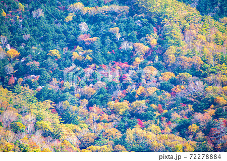 日光　国道120号沿い　戦場ヶ原からの男体山　紅葉景色　秋景色　　 72278884