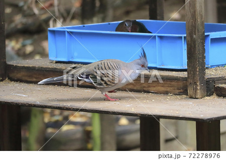 キャンベルタウン野鳥の森　レンジャクバト　 72278976