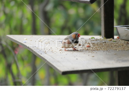 キャンベルタウン野鳥の森　キンカチュウのオス 72279137