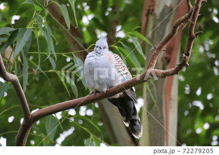 キャンベルタウン野鳥の森　レンジャクバト　 72279205
