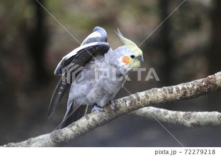 キャンベルタウン野鳥の森 オカメインコ キャンベルタウン野鳥の森 オカメインコ 72279218