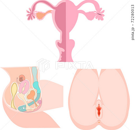 女性生殖器 セット イラスト 女性生殖器 セット イラスト 72280013