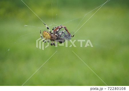 弱肉強食 72280108