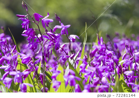 公園に紫色の花が咲いています この花の名前は紫蘭 シラン です の写真素材
