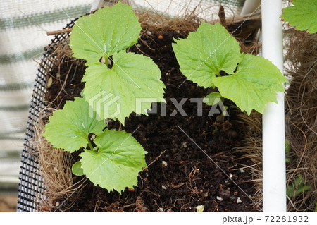 「ゴーヤの苗」 72281932