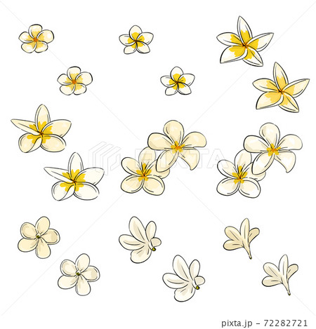 フランジパニのイラストアイコンセット・線画あり・透過 72282721