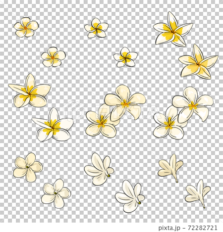 フランジパニのイラストアイコンセット・線画あり・透過 72282721