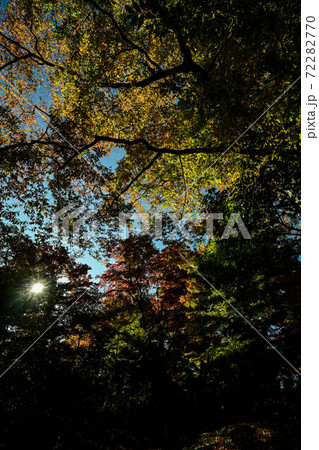 兼六園の鮮やかな紅葉 兼六園の鮮やかな紅葉 72282770