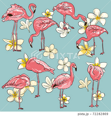 Illustration Of Flamingo And Frangipani Square Stock Illustration