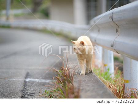 漁港沿いの道路をお散歩する猫 72282872