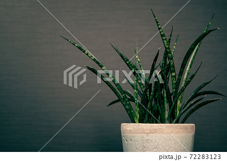 部屋のインテリアの観葉植物 72283123