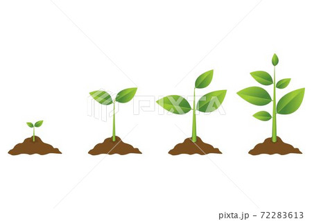 Growing plant process. Planting tree infographic. Vector illustration in flat style Growing plant process. Planting tree infographic. Vector illustration in flat style 72283613