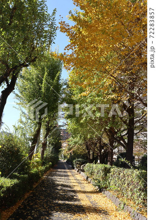 北赤羽　銀杏並木 72283857