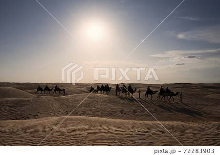 camel caravan moves through the desert in the light of the sun 72283903