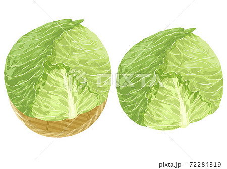キャベツのイラストのイラスト素材 キャベツのイラストのイラスト素材