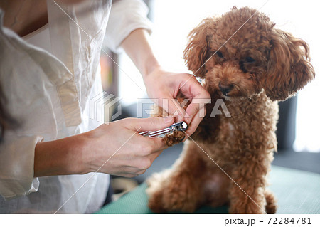 小型犬のつめ切りの写真素材