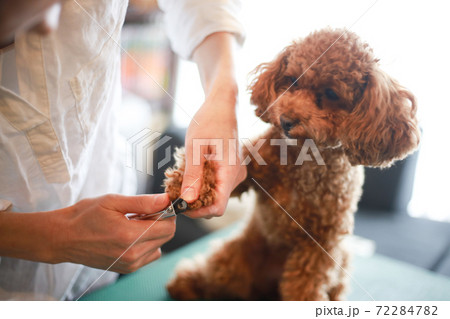 小型犬のつめ切りの写真素材