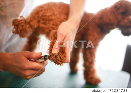 小型犬のつめ切り 72284783