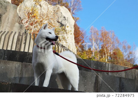 北海道犬 紅葉する公園を散歩するアイヌ犬の写真素材