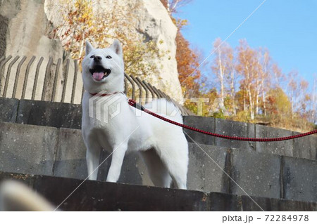 北海道犬 紅葉する公園を散歩するアイヌ犬の写真素材