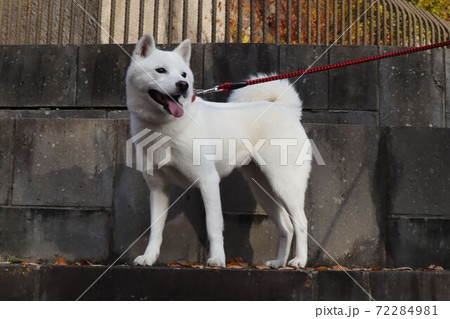 【北海道犬】紅葉する公園を散歩するアイヌ犬 72284981