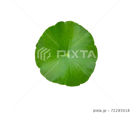 Asiatic leaves isolated on white background. 72285018