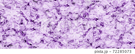 Lilac flowers closeup on tender violet background Lilac flowers closeup on tender violet background 72285073