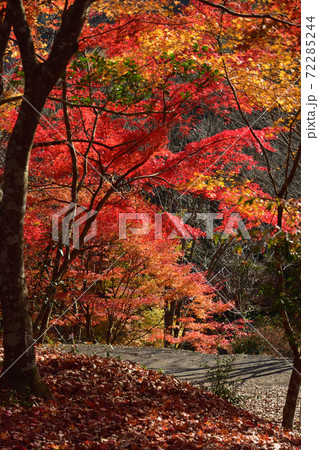 遊水峡の紅葉 72285244