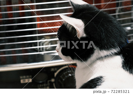 ストーブの前であたたまる猫 ストーブの前であたたまる猫 72285321