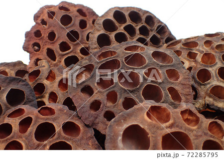 ハスの殻 ハスの殻 72285795