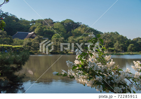 日本庭園の池のほとりに咲く白い花 (三渓園、横浜、神奈川県) 日本庭園の池のほとりに咲く白い花 (三渓園、横浜、神奈川県) 72285911