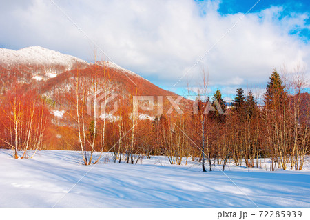 winter landscape in afternoon light. beautiful nature scenery in mountains. leafless trees on a snow covered slope. wonderful sunny weather with clouds on the sky winter landscape in afternoon light. beautiful nature scenery in mountains. leafless trees on a snow covered slope. wonderful sunny weather with clouds on the sky 72285939