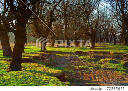 leafless trees in the park at sunrise. green grass on the ground in morning light. calm nature scenery in springtime 72285975