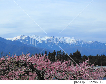雪の中央アルプスと桃の花 72286315